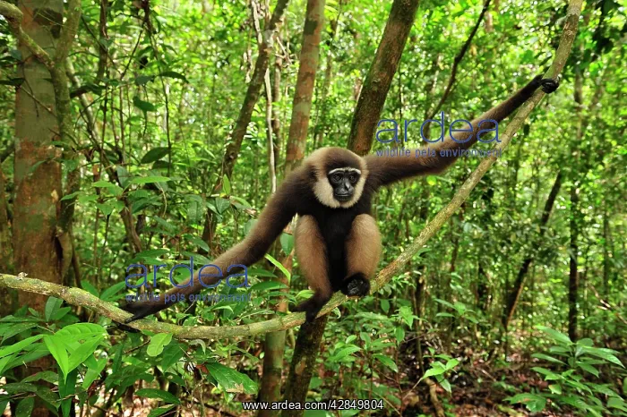 : Agile Gibbon / Black - handed Gibbon - sitting on liana : Agile Gibbon / Black - handed Gibbon - sitting on liana