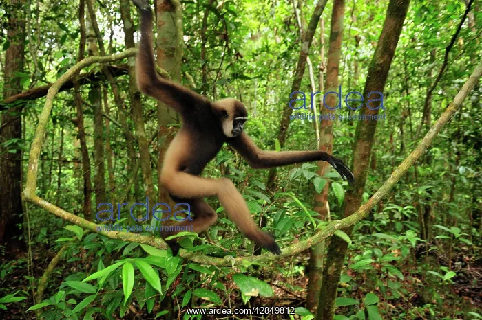 : Agile Gibbon / Black - handed Gibbon - walking on liana vine : Agile Gibbon / Black - handed Gibbon - walking on liana vine