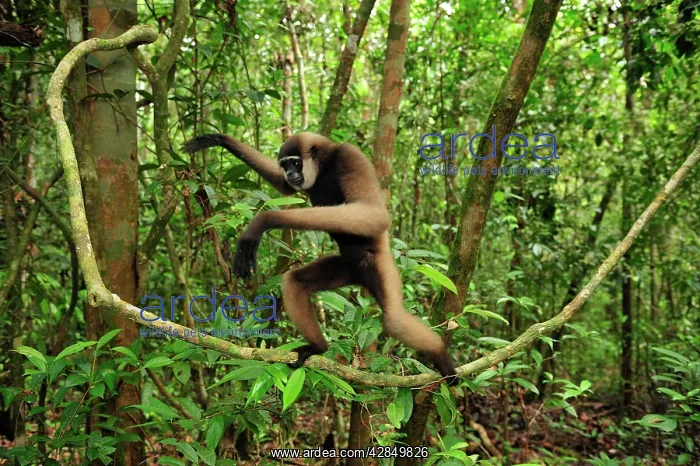 : Agile Gibbon / Black - handed Gibbon - walking on liana vine : Agile Gibbon / Black - handed Gibbon - walking on liana vine