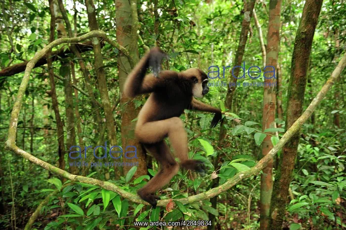  : Agile Gibbon  /  Black - handed Gibbon - walking on liana vine