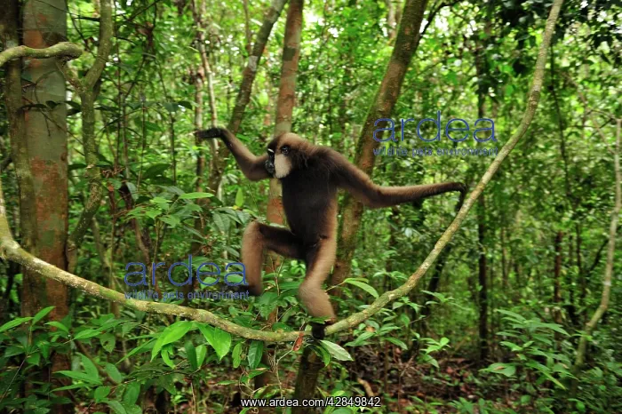 : Agile Gibbon / Black - handed Gibbon - walking on liana vine : Agile Gibbon / Black - handed Gibbon - walking on liana vine