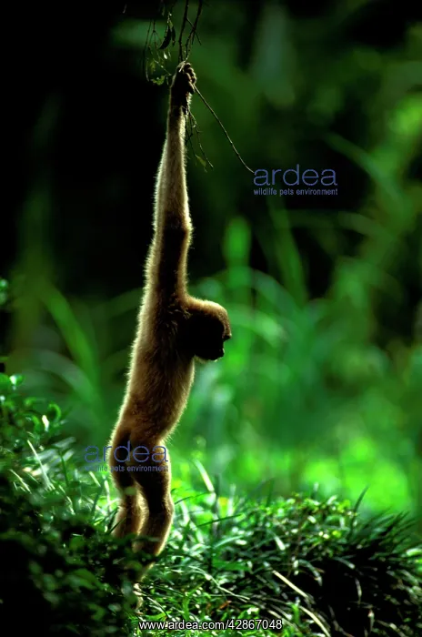 : Agile Gibbon - Hanging from branches : Agile Gibbon - Hanging from branches