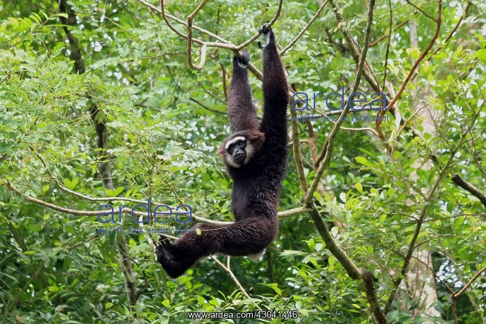  : Agile Gibbon male 100