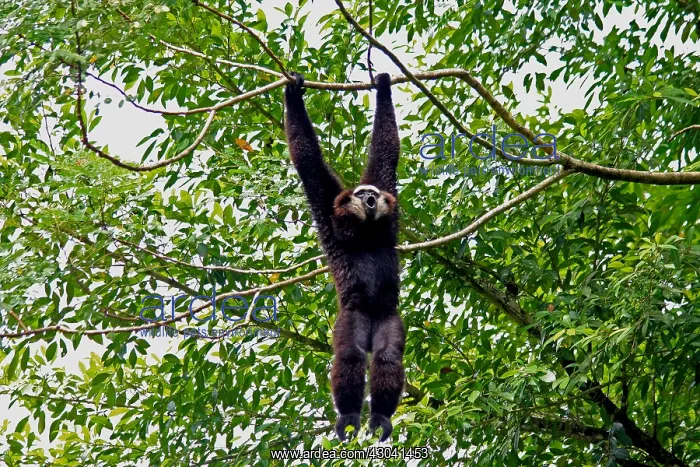  : Agile Gibbon male calling 102