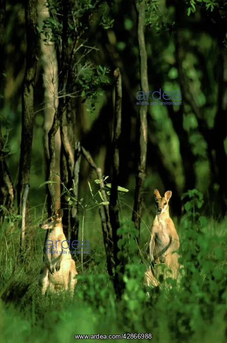 : Agile / Kimberley / Sandy / Jungle / Grass / River : Agile / Kimberley / Sandy / Jungle / Grass / River