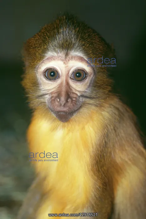 : Agile Mangabey Monkey : Agile Mangabey Monkey