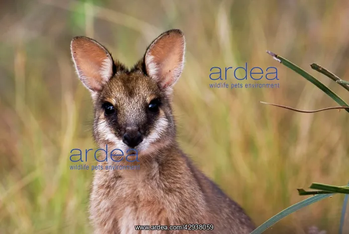  : Agile Wallaby