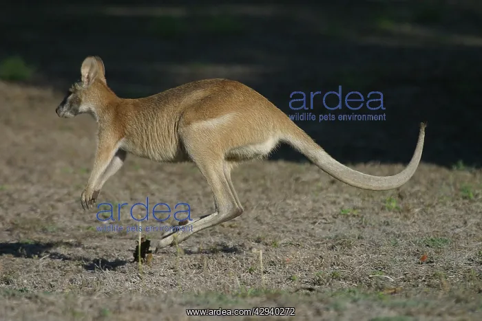 : Agile Wallaby : Agile Wallaby