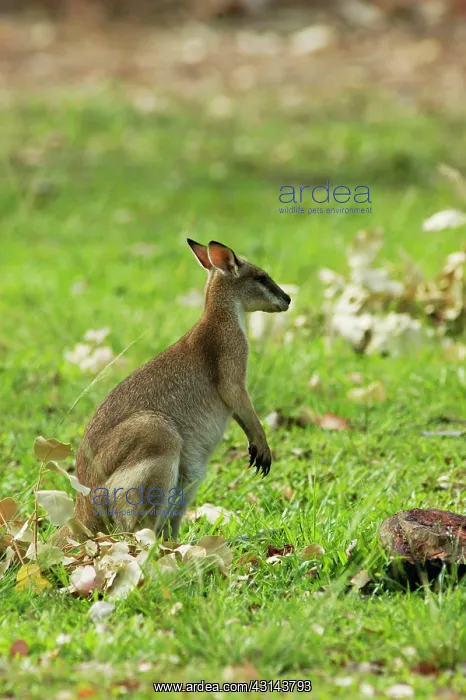 : Agile Wallaby : Agile Wallaby