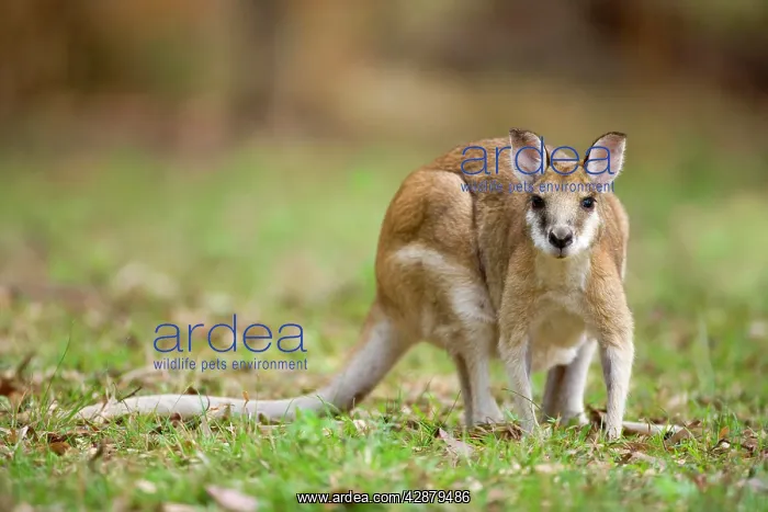  : Agile Wallaby - adult Agile Wallaby foraging on