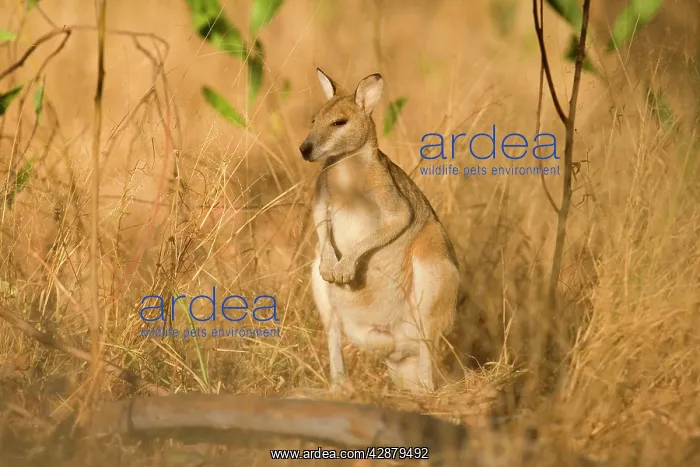 : Agile Wallaby - adult Agile Wallaby standing on : Agile Wallaby - adult Agile Wallaby standing on