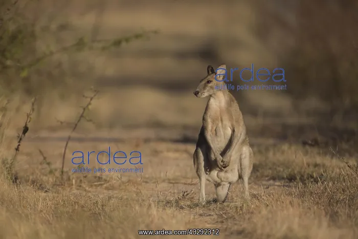 : Agile Wallaby - Chillagoe - Queensland - Australia : Agile Wallaby - Chillagoe - Queensland - Australia