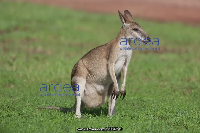 : Agile Wallaby - feeding on grass (bulging pouch : Agile Wallaby - feeding on grass (bulging pouch