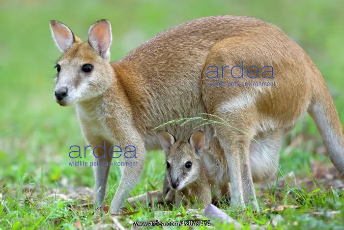 : Agile Wallaby - female adult Agile Wallaby standing : Agile Wallaby - female adult Agile Wallaby standing
