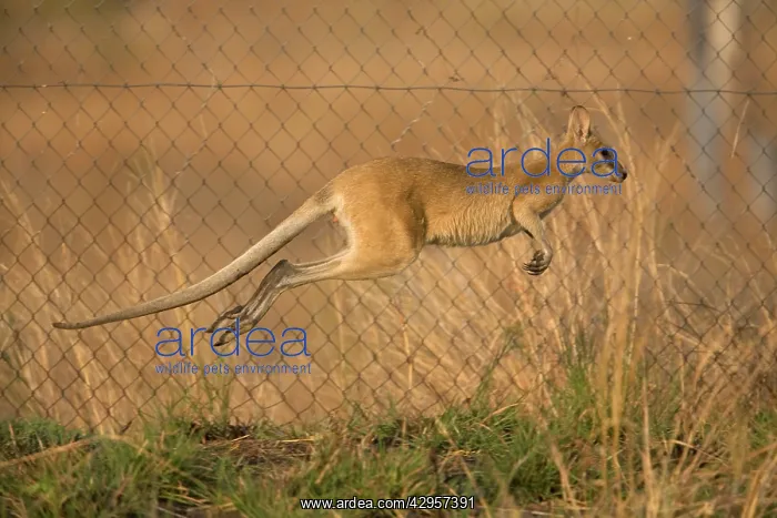 : Agile Wallaby leaping along Sewage pond fence trying : Agile Wallaby leaping along Sewage pond fence trying