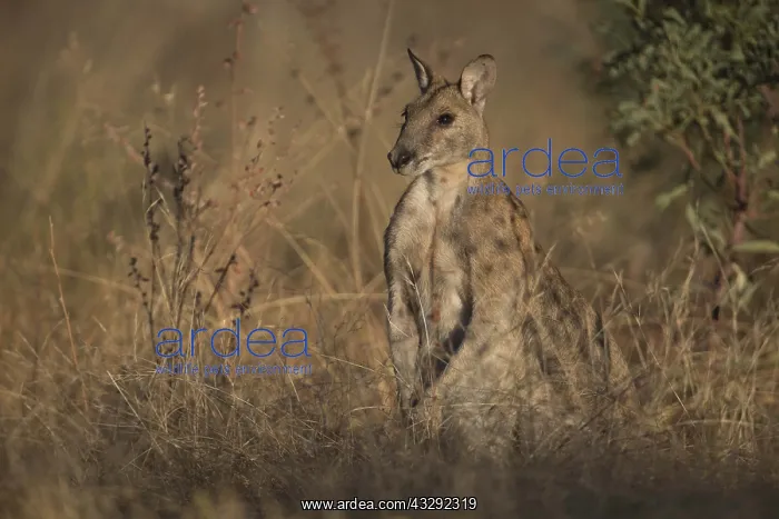 : Agile Wallaby - in long grass - Chillagoe - Queensland : Agile Wallaby - in long grass - Chillagoe - Queensland