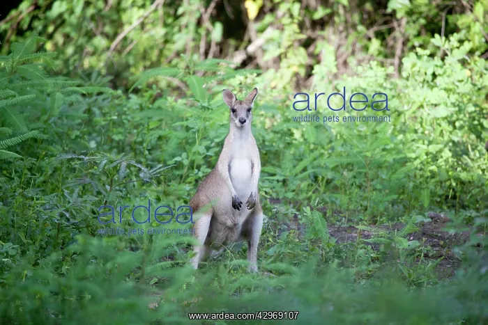 : Agile Wallaby - near the Adelaide River : Agile Wallaby - near the Adelaide River