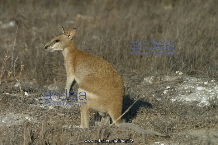 : Agile Wallaby - Quite common and is considered : Agile Wallaby - Quite common and is considered