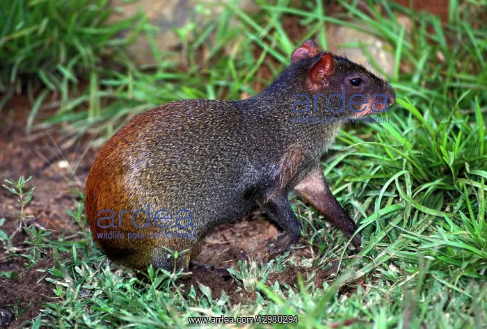 : Agouti (Dasyprocta aguti). South America : Agouti (Dasyprocta aguti). South America