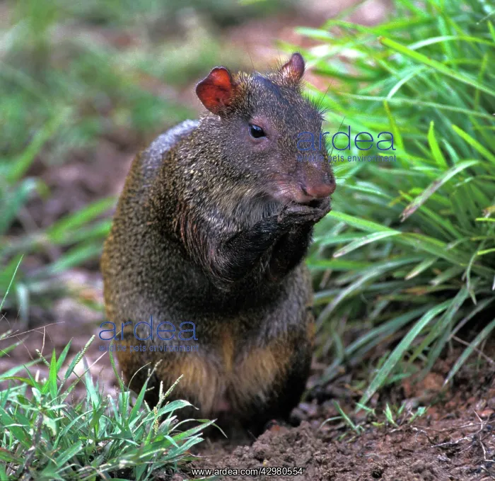 : Agouti (Dasyprocta aguti). South America : Agouti (Dasyprocta aguti). South America