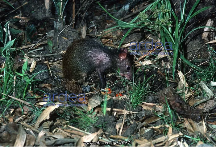 : AGOUTI : AGOUTI