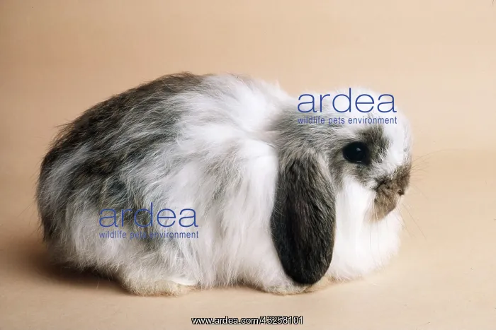 : Agouti Butterfly Cashmere Lop RABBIT : Agouti Butterfly Cashmere Lop RABBIT