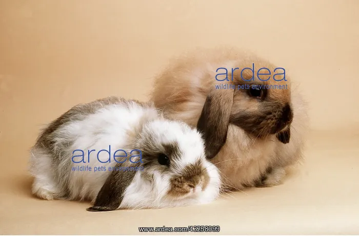 : Agouti Butterfly & Sooty Fawn Cashmere Lop RABBITS : Agouti Butterfly & Sooty Fawn Cashmere Lop RABBITS