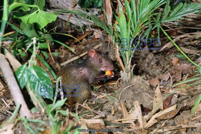 : AGOUTI - eating berry : AGOUTI - eating berry