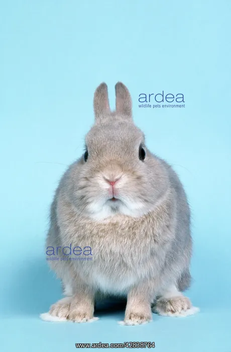  : Agouti French Lop Rabbit