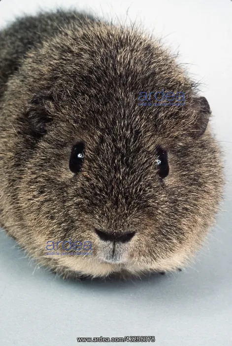 : AGOUTI REX GUINEA PIG - close-up with head facing : AGOUTI REX GUINEA PIG - close-up with head facing