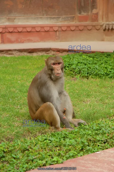 : Agra Fort, Agra, Uttar Pradesh, India : Agra Fort, Agra, Uttar Pradesh, India