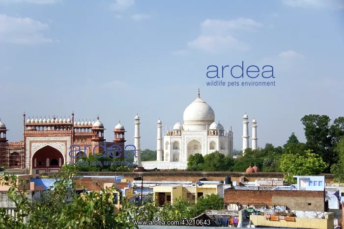 : Agra, India. The Taj Mahal from a distance : Agra, India. The Taj Mahal from a distance