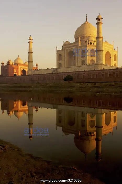 : Agra, India. THe Taj Mahal at sunset : Agra, India. THe Taj Mahal at sunset