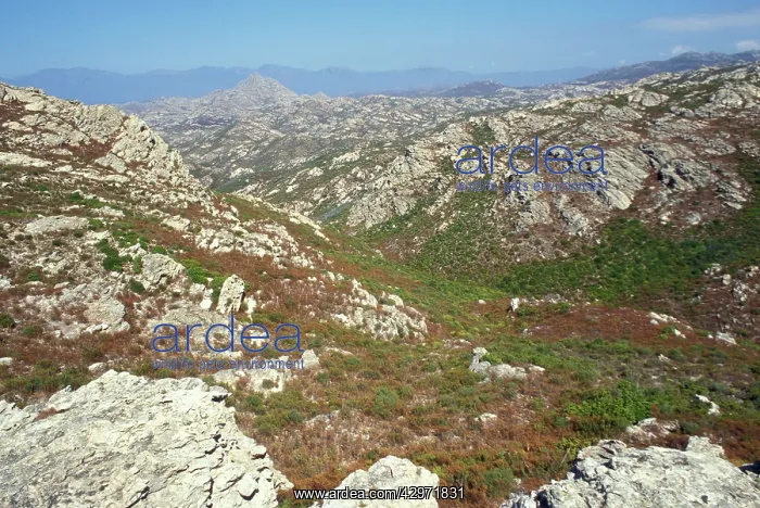  : AgriatesI Desert
