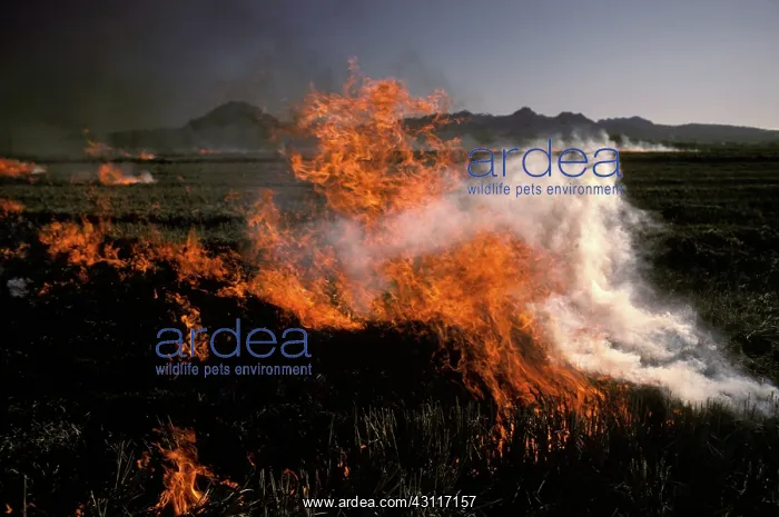 : Agricultural burn : Agricultural burn
