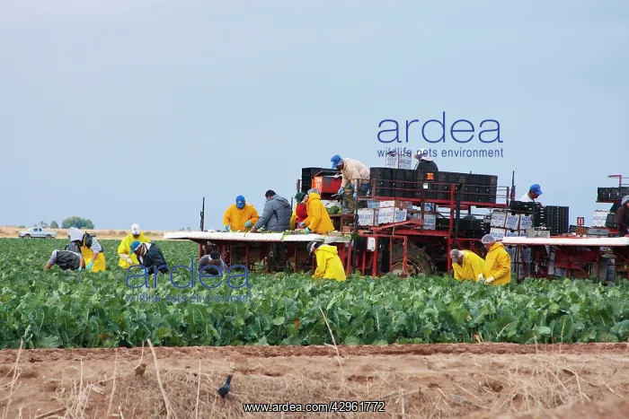 : Agricultural farm workers in southern California : Agricultural farm workers in southern California