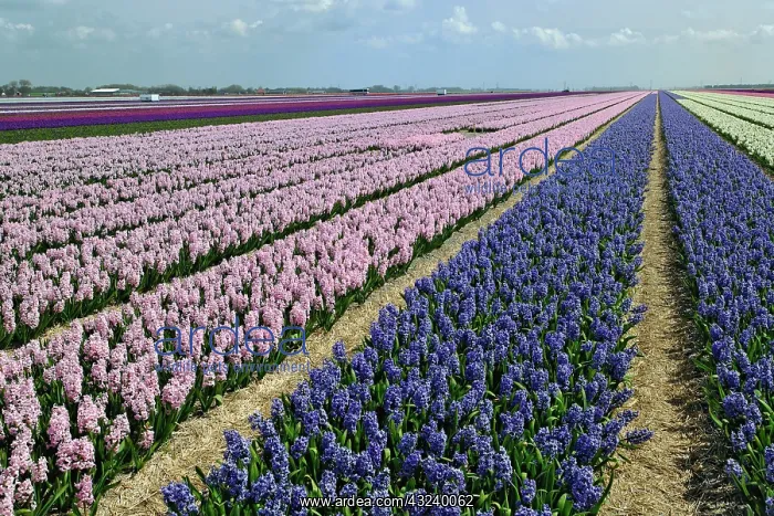 : Agricultural field of Hyacinth Flowers : Agricultural field of Hyacinth Flowers