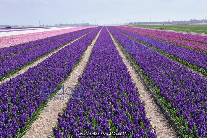: Agricultural field of Hyacinth Flowers : Agricultural field of Hyacinth Flowers