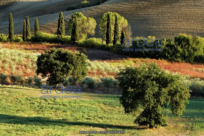 : Agricultural field at sunset, San Quirico : Agricultural field at sunset, San Quirico
