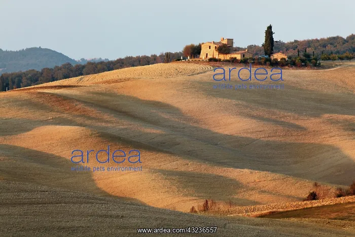  : Agricultural field at sunset, Val d'Orcia