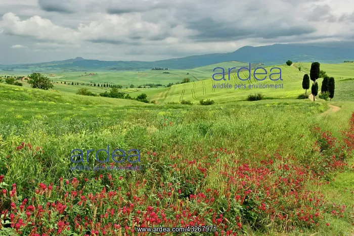: Agricultural field, Tuscany region of Italy : Agricultural field, Tuscany region of Italy
