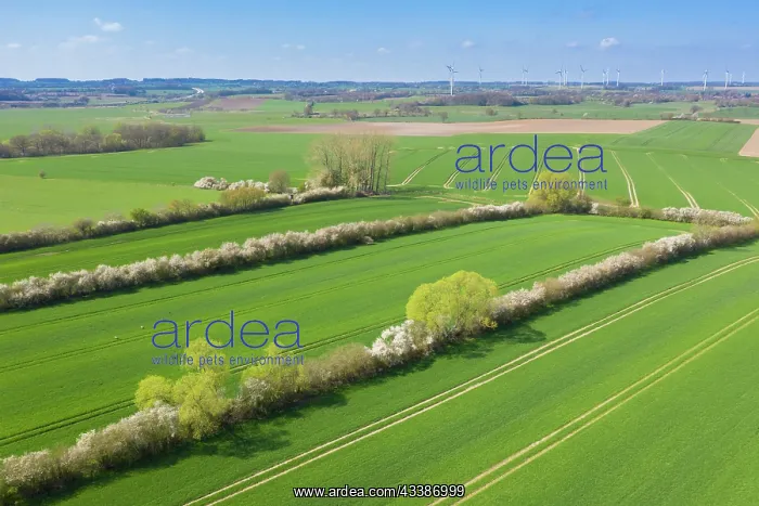 : Agricultural landscape : Agricultural landscape