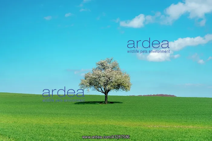 : Agricultural landscape with blossoming apple tree : Agricultural landscape with blossoming apple tree