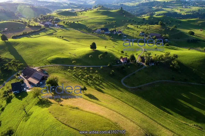 : Agricultural landscape with drumlins, hilly landscape : Agricultural landscape with drumlins, hilly landscape