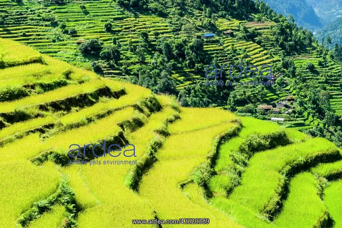 : Agricultural landscape, green rice terraces and : Agricultural landscape, green rice terraces and