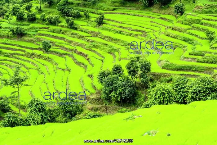 : Agricultural landscape, green terrace rice fields : Agricultural landscape, green terrace rice fields