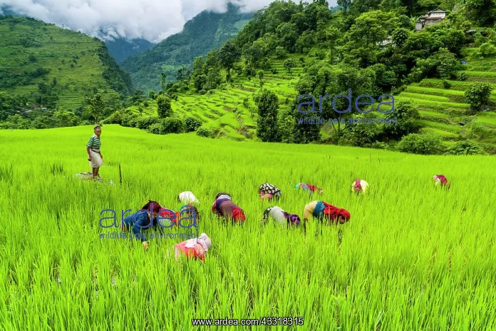 : Agricultural landscape, women working in green terrace : Agricultural landscape, women working in green terrace