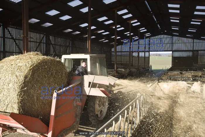 : Agricultural machine distributing straw into cattle boxes : Agricultural machine distributing straw into cattle boxes