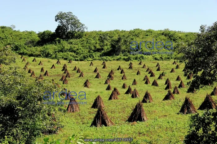 : Agricultural piece of land, Leon, Nicaragua, Central : Agricultural piece of land, Leon, Nicaragua, Central