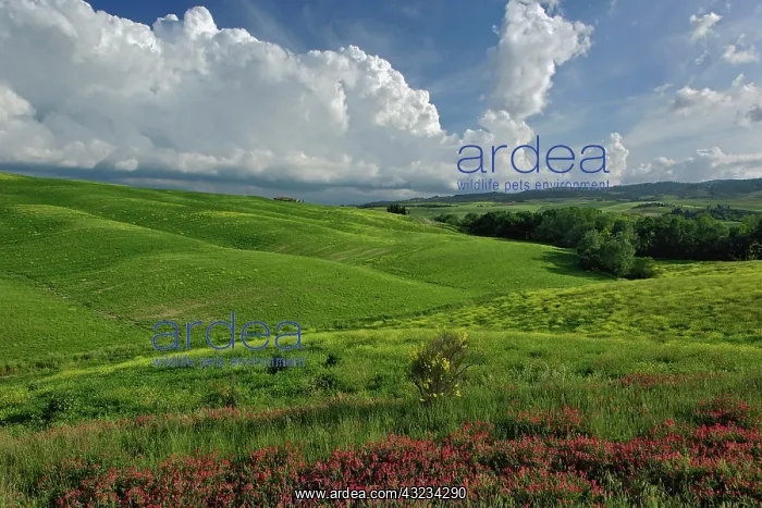 : Agricultural region of Tuscany, Italy : Agricultural region of Tuscany, Italy
